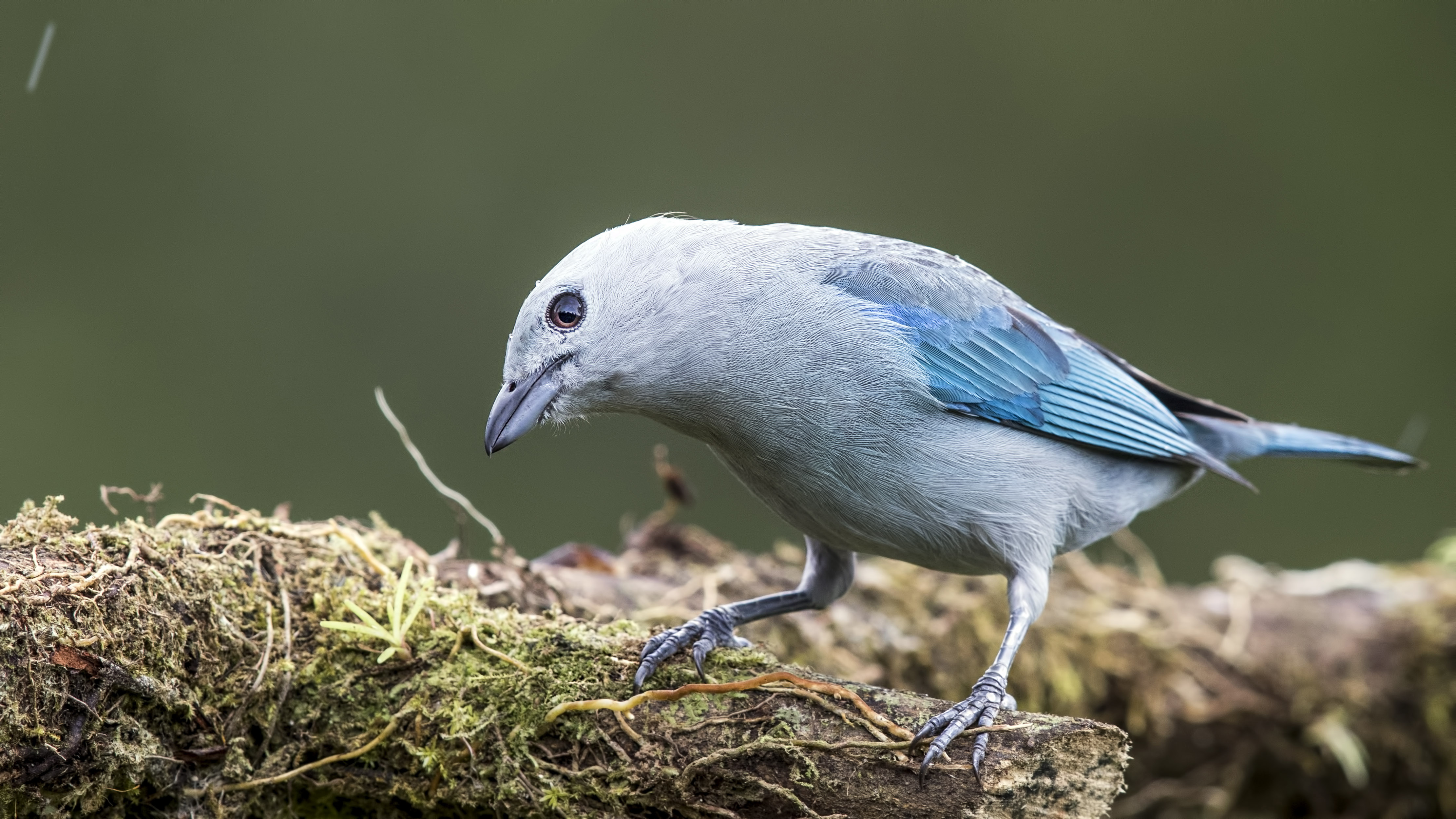 Blue-gray Tanager